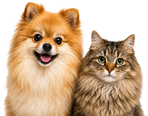 Happy dog and cat