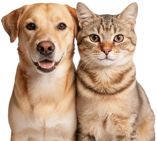 Dog and cat holding card