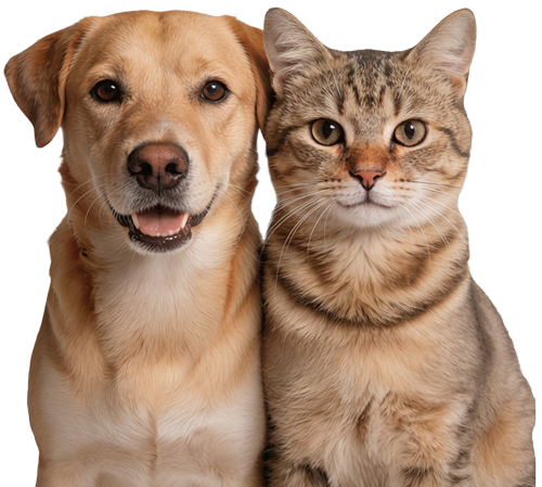 Dog and cat holding card