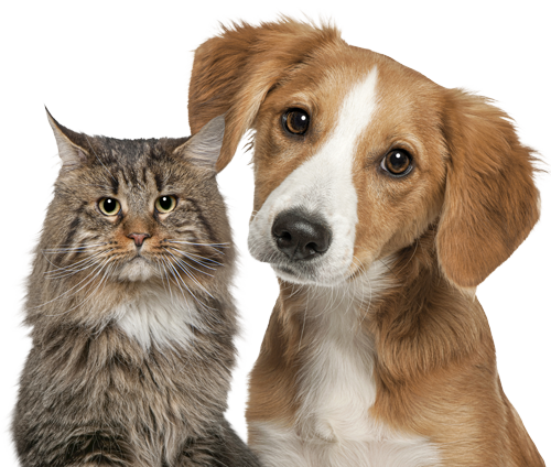 Happy dog and cat — Paws & Peps ambassadors