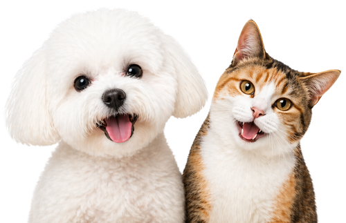 Dog and cat peeking from card