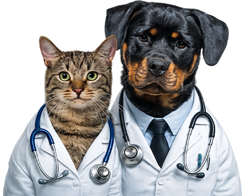Dog and cat