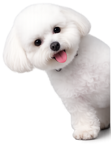 Dog peeking from card