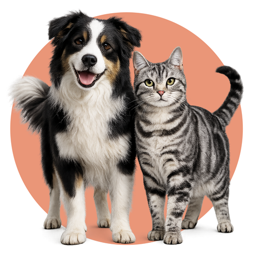 Capsule with dog and cat